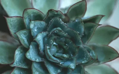 Duis Aliquam Semper Turpis Sit Amet Fermentum Consectetur