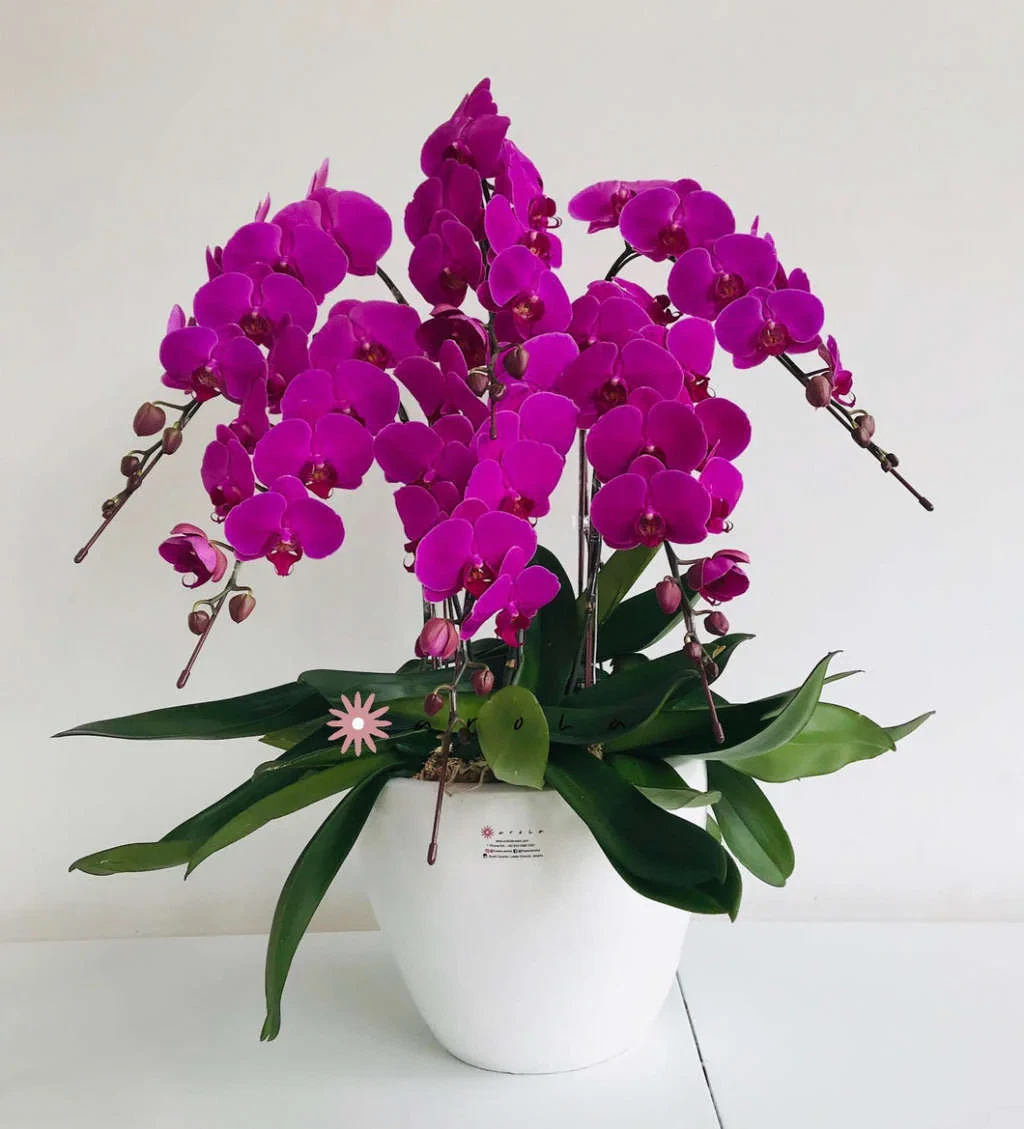 ANGGREK BULAN PREMIUM