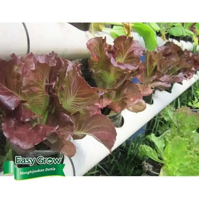 BENIH LETTUCE MIA RED EASY GROW - Gambar 3