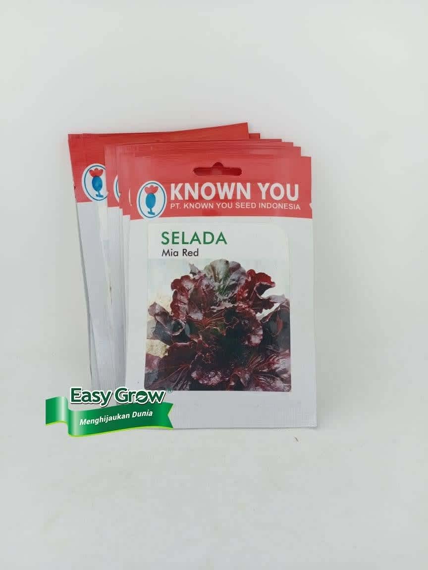 BENIH LETTUCE MIA RED EASY GROW - Image 2