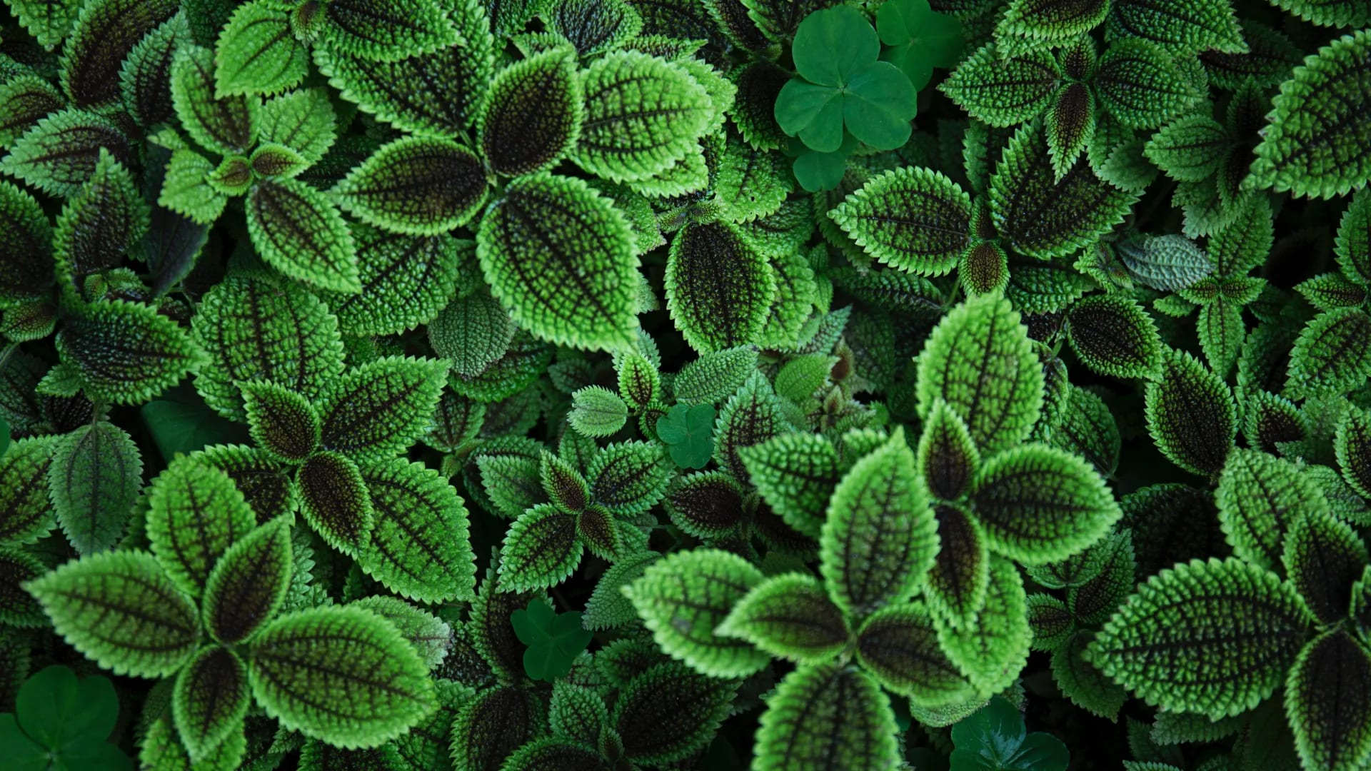 plant-stem-leaf